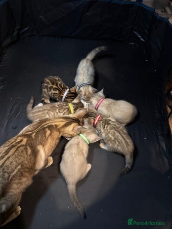 Bengal cats - Advert 1