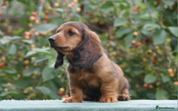 Miniature Dachshund dogs for sale: Last Boy, KC Registered Mini L/H Dachshunds. in Boston - Image 2