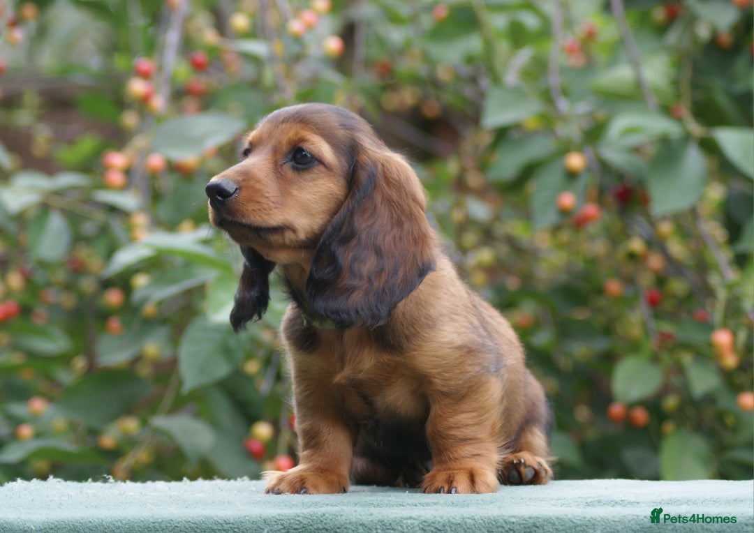 Miniature Dachshund dogs for sale: Last Boy, KC Registered Mini L/H Dachshunds. in Boston - Image 2