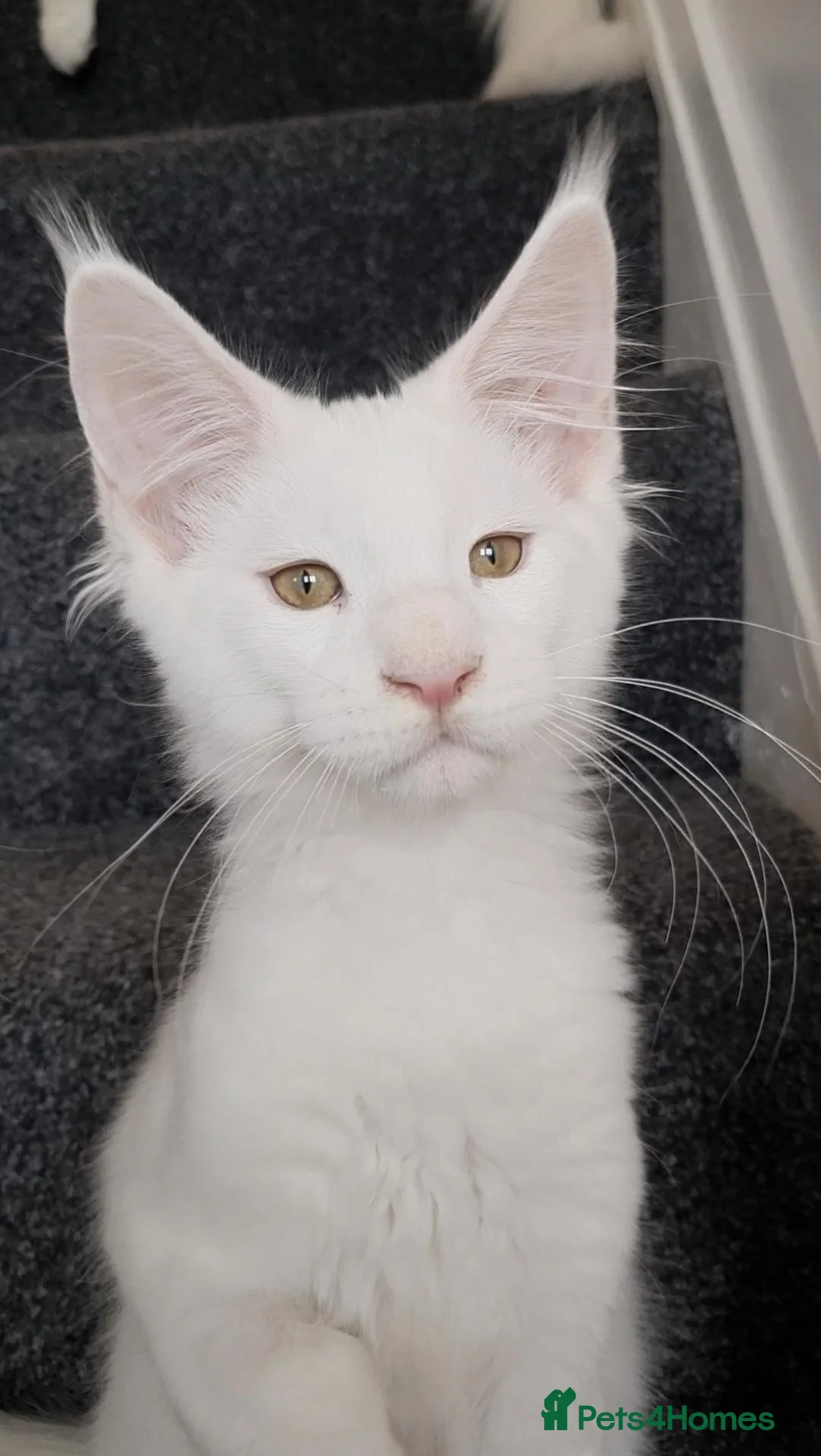 Maine Coon cats for sale: 🏅TICA🏅 pure white boys maine coons - Advert 2