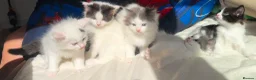 Ragdoll cats for sale: 🐾 5 Beautiful Ragdoll Cross Kittens 🐾 in Southampton - Advert 9