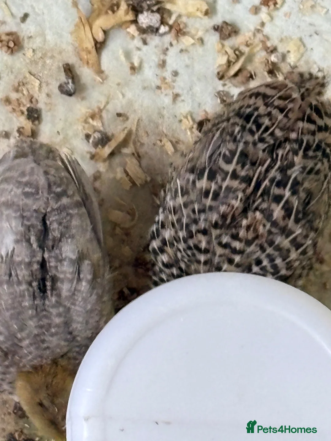 Quail poultry for sale: Lovely coturnix quail  2 weeks old lovely  colours - Advert 5