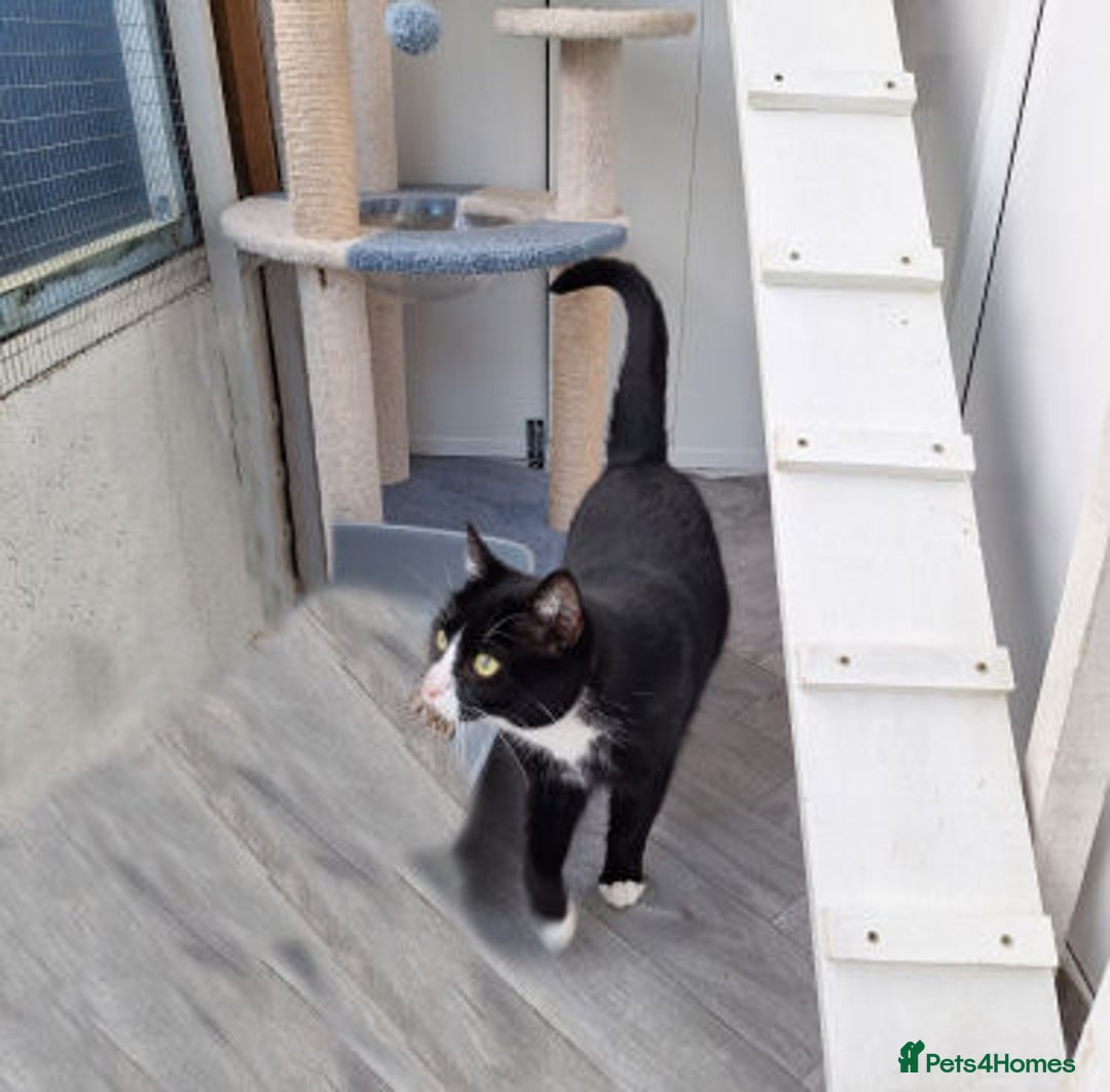 Mixed Breed cats for adoption: MINNIE - Advert 2