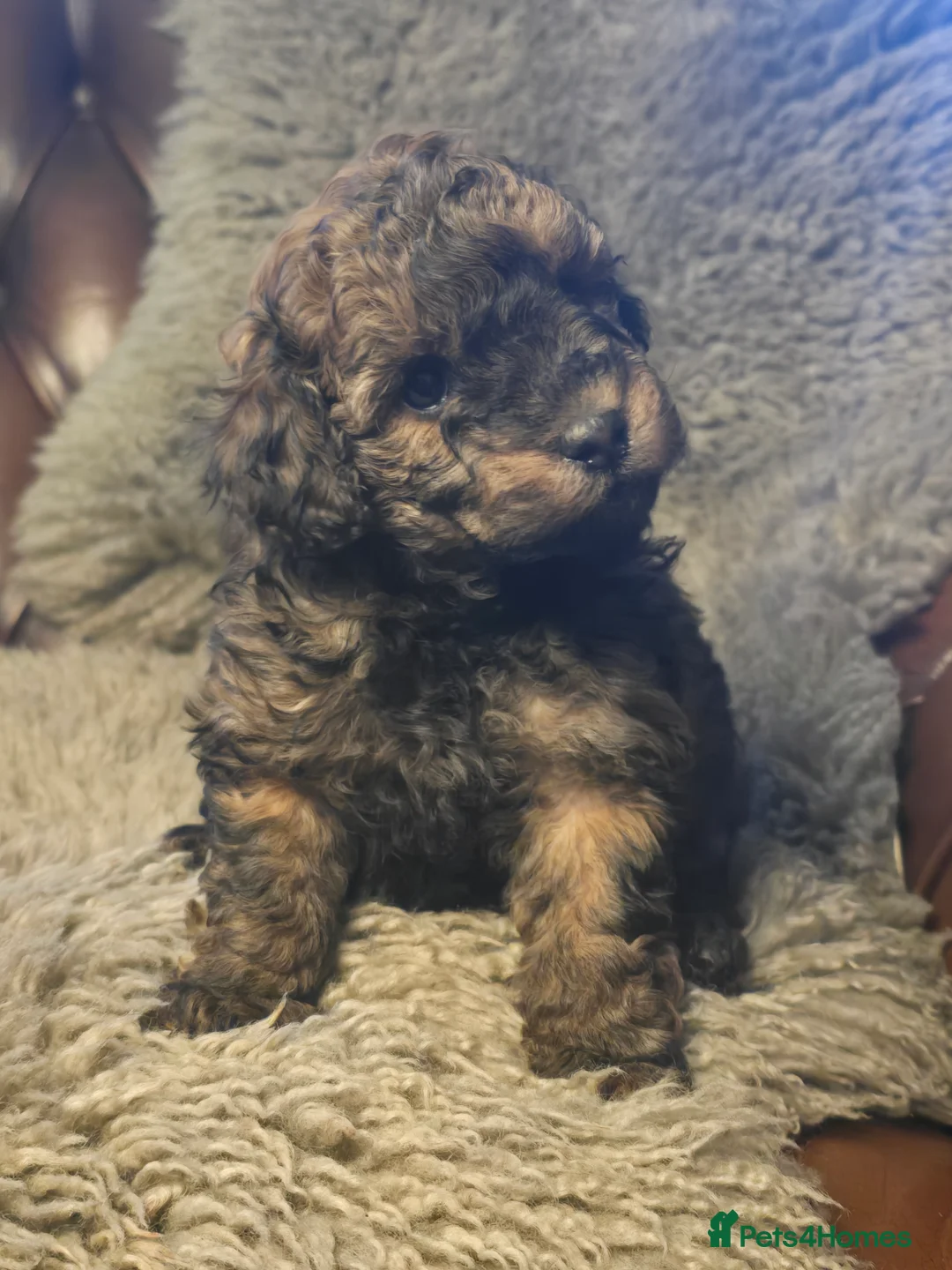 Toy Poodle dogs for sale: Cafè Latte Toy Sized Poodles in Clitheroe - Advert 12