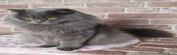 British Longhair cats for sale: British Shorthair & Longhair Kittens - Advert 20