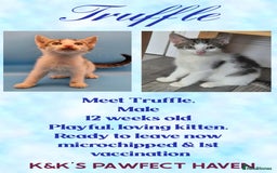 Domestic Shorthair cats for sale: Kittens and cats for adoption.  - Image 3