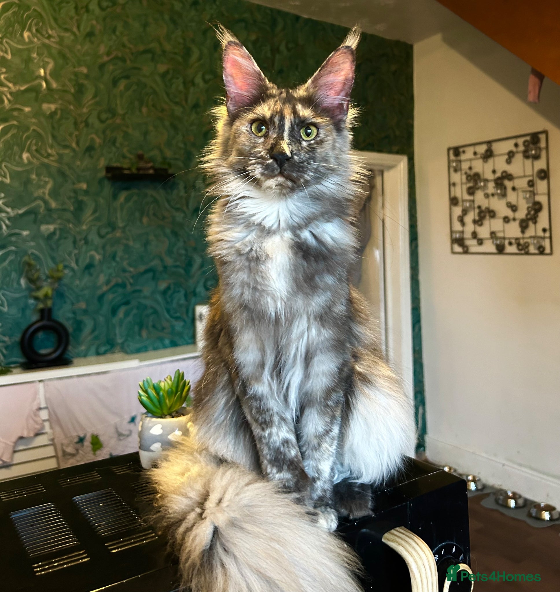 Maine Coon cats MAINE COON KITTENS FOR SALE 🐺🩶 - Advert 2