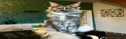 Maine Coon cats for sale: MAINE COON KITTENS FOR SALE 🐺🩶 - Advert 2