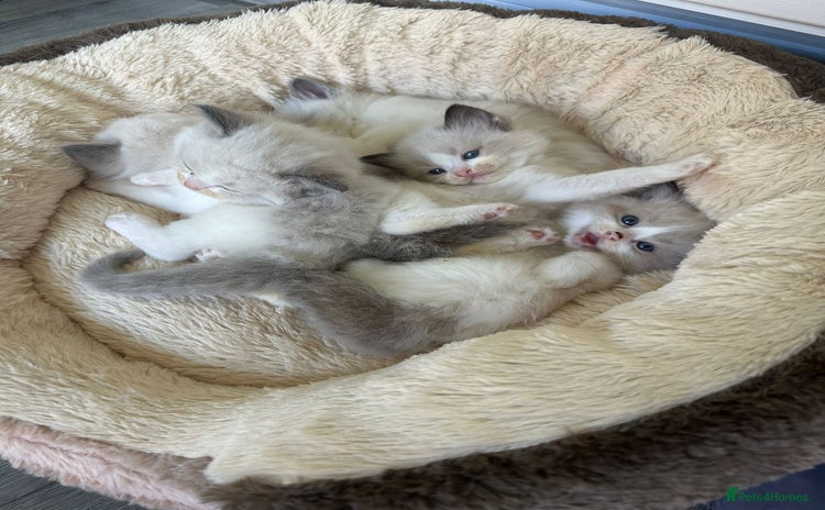 Ragdoll cats - Advert 1