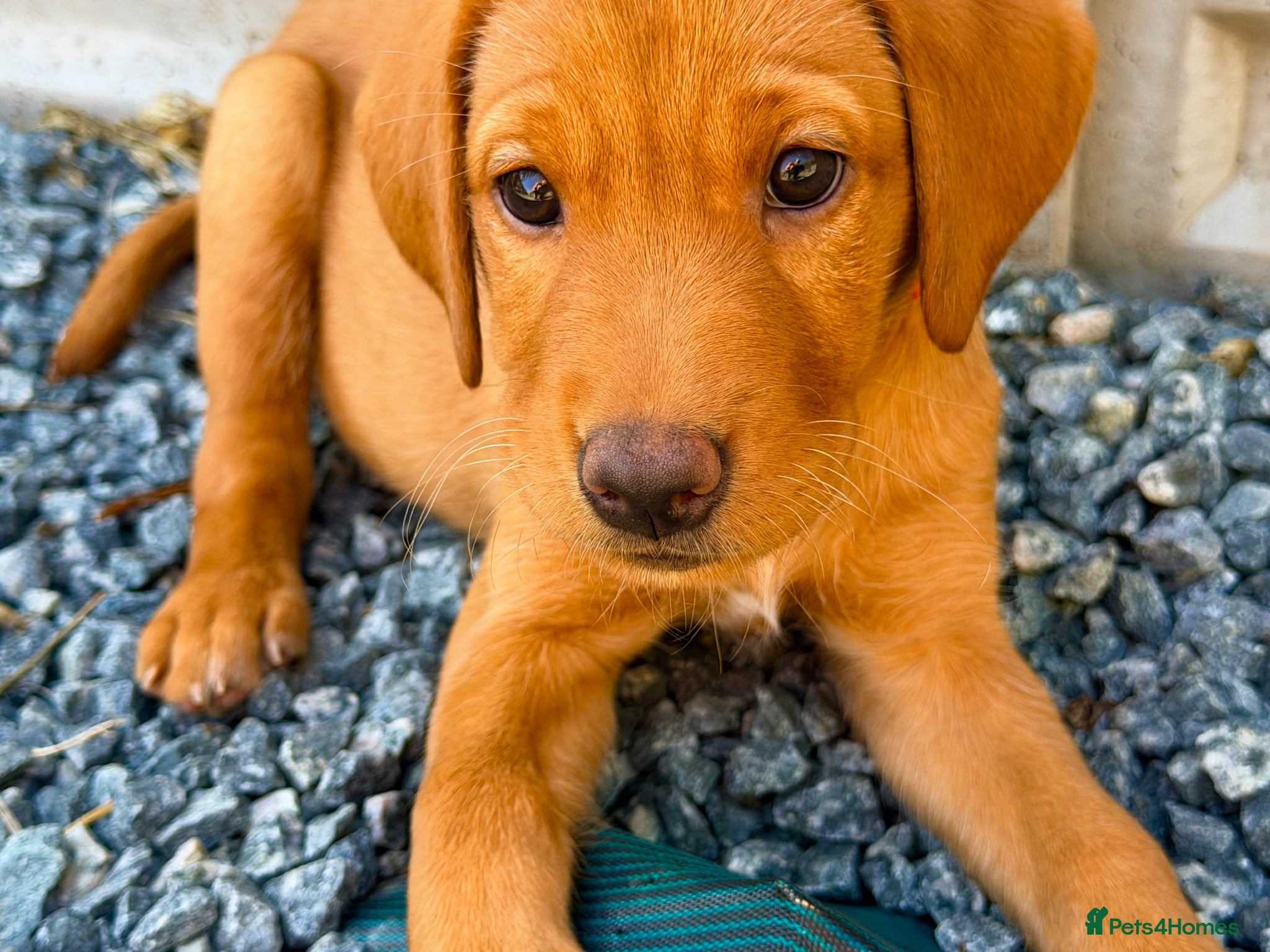 Labrador Retriever dogs Available NOW 2 girls left KC fox red Labradors  - Advert 1