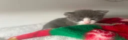 Mixed Breed cats for sale: grey and white kitten - Advert 1