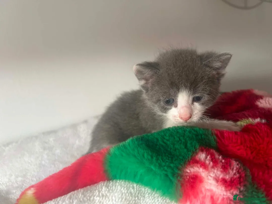 Mixed Breed cats for sale: grey and white kitten - Advert 1