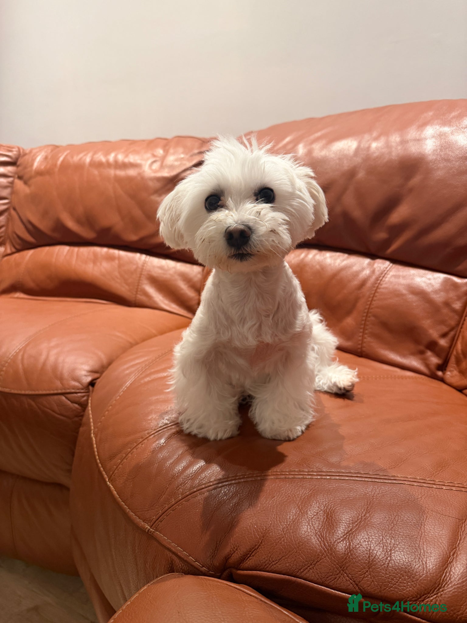 Maltipoo dogs for sale: Asian/Korean *DNA TESTED* teddy bear maltipoos - Advert 11