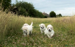 Standard Poodle dogs for sale: It has to be ALL WHITE Standard Poodle Puppies - Image 32