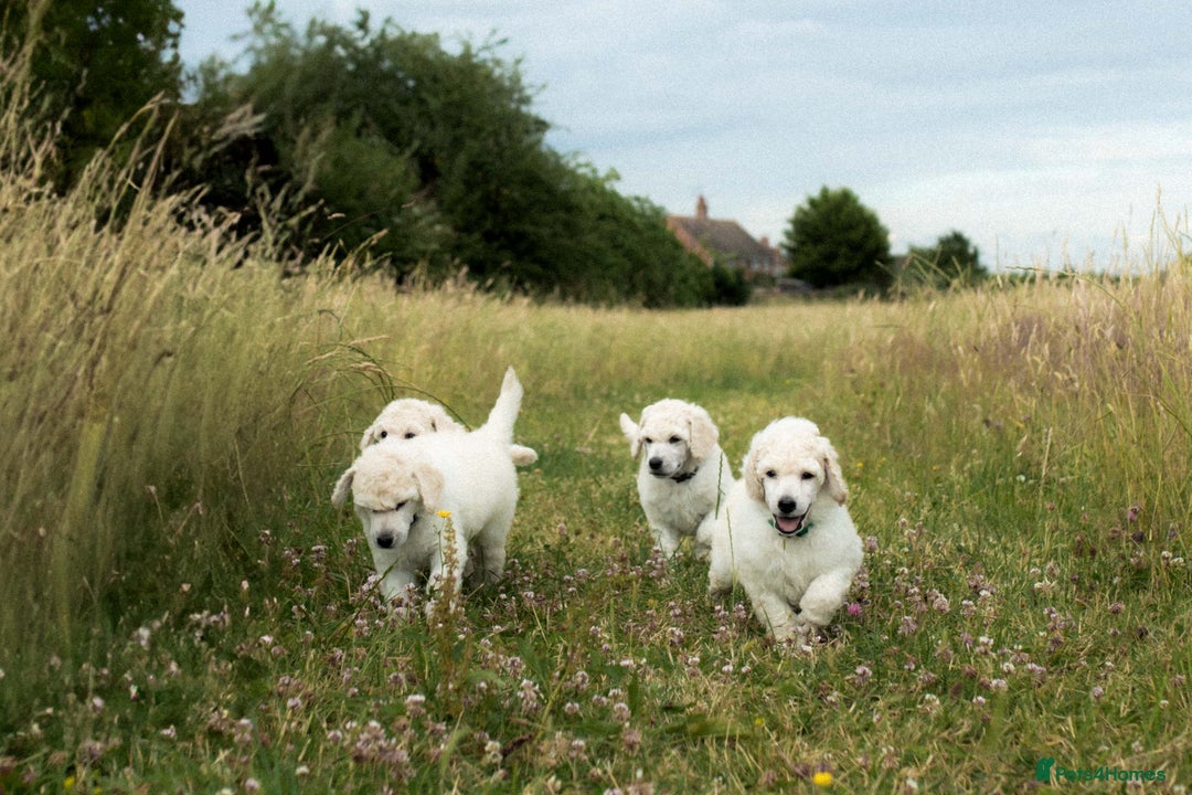 Standard Poodle dogs for sale: It has to be ALL WHITE Standard Poodle Puppies - Image 32