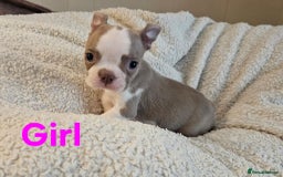 Boston Terrier dogs for sale: Lilac boston babies  - Image 8