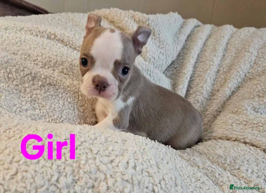 Boston Terrier dogs for sale: Lilac boston babies  - Image 8