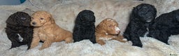 Goldendoodle dogs for sale: Goldendoodles Ready Next Week - Advert 15