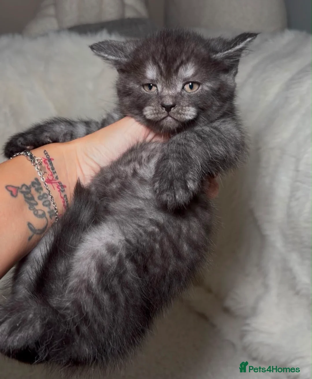 Mixed Breed cats for sale: Bsh cross maincoon  - Advert 10