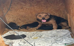 Patterdale Terrier dogs for sale: ❤️❤️Rosie & bobs litter ❤️❤️ - Image 1
