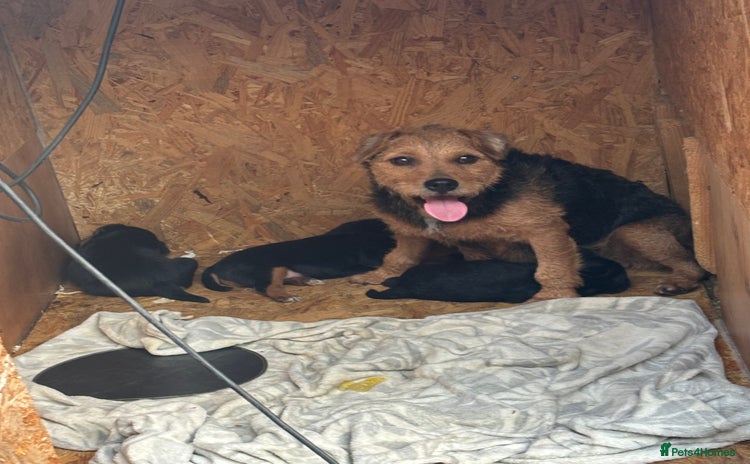 Patterdale Terrier dogs - Advert 15