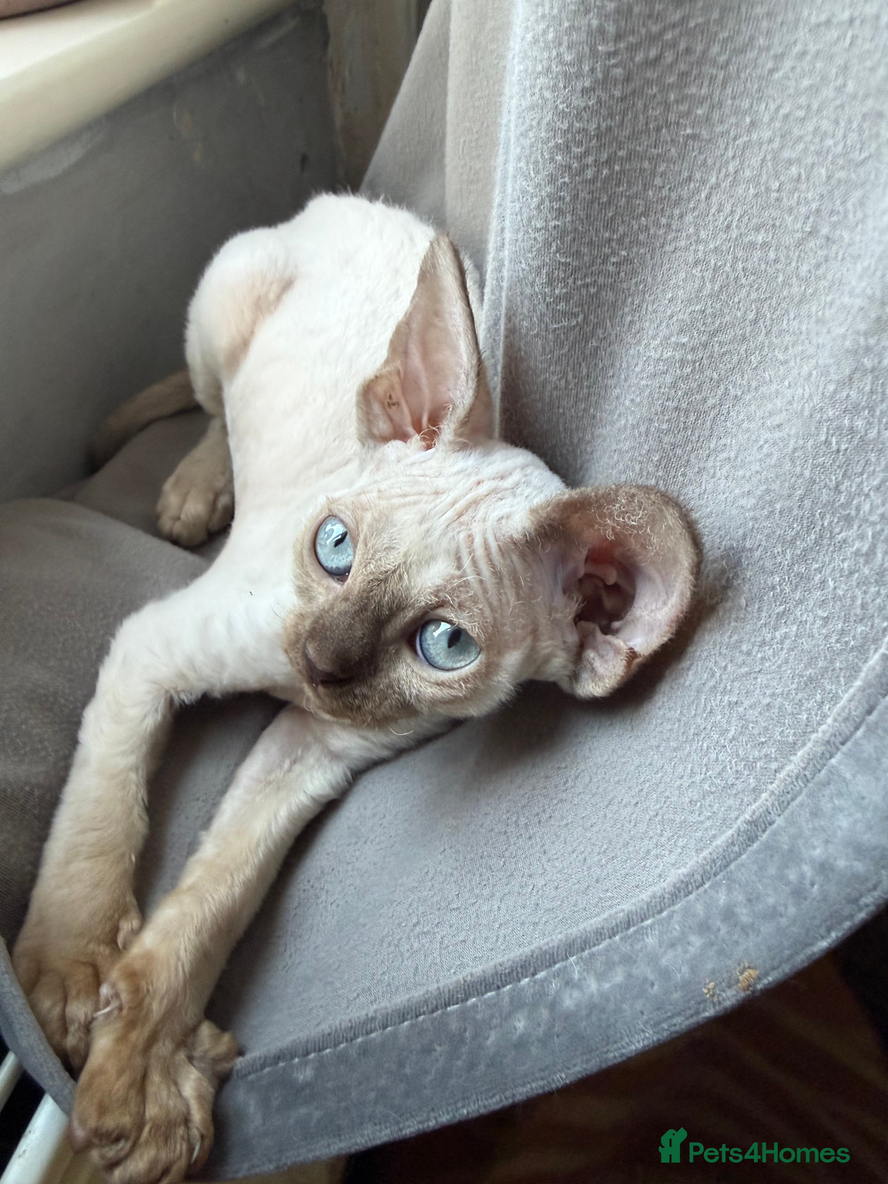 Devon Rex cats 😍1 girl left. Ready to go registered GCCF😍 - Advert 1