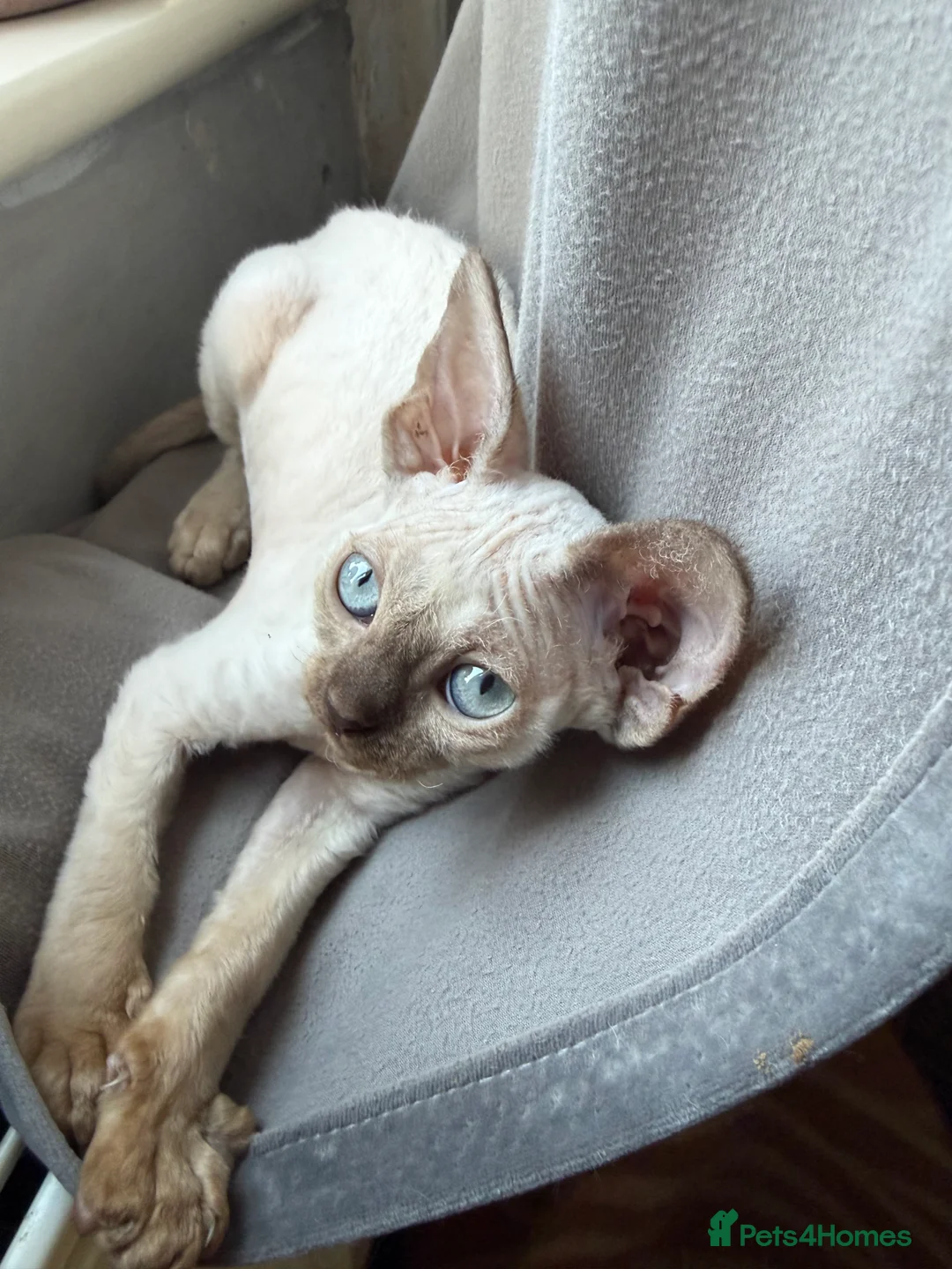 Devon Rex cats for sale: 🔥Girl🔥 GCCF🔥 ready NOW🔥😻 - Advert 7