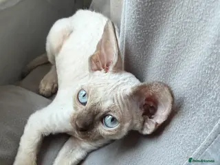 Devon Rex cats 😍1 girl left. Ready to go registered GCCF😍 - Advert 1