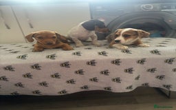 Mixed Breed dogs for sale: Dachshund x Jack Russell's puppies  - Image 6
