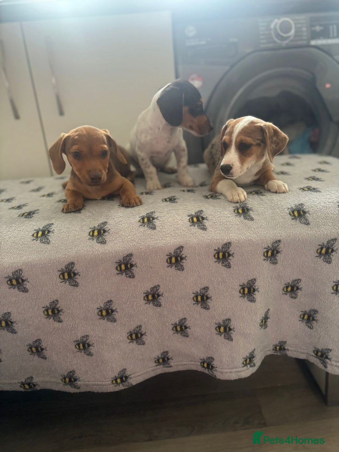 Mixed Breed dogs for sale: Dachshund x Jack Russell's puppies  - Image 6