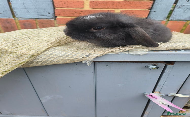 Mini Lop rabbits - Advert 3