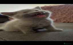 British Shorthair cats for sale: Beautiful BSH x Ragdoll x Bengal Kittens - Image 3