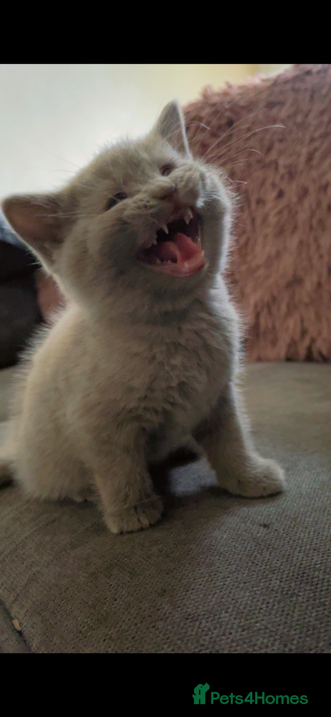 British Shorthair cats for sale: Beautiful BSH x Ragdoll x Bengal Kittens - Image 3