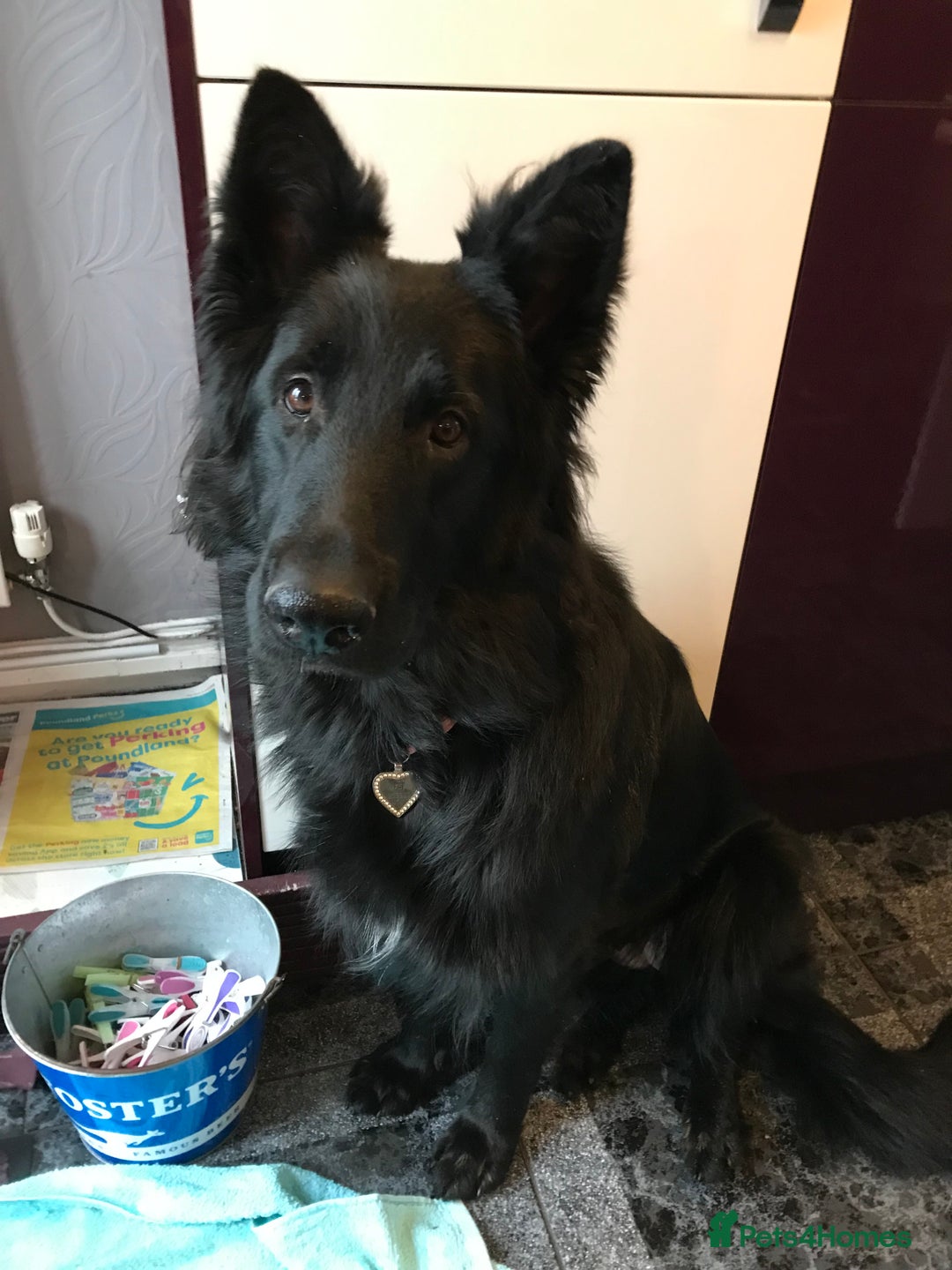 German Shepherd dogs for sale: Molly - Image 2