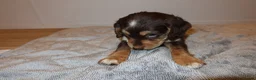 Cocker Spaniel dogs for sale: Cocker spaniel puppies tri - Advert 30