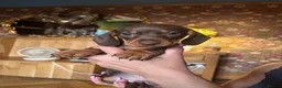 Miniature Dachshund dogs for sale: Gorgeous KC Miniature Dachshund Puppies last 3 - Advert 9