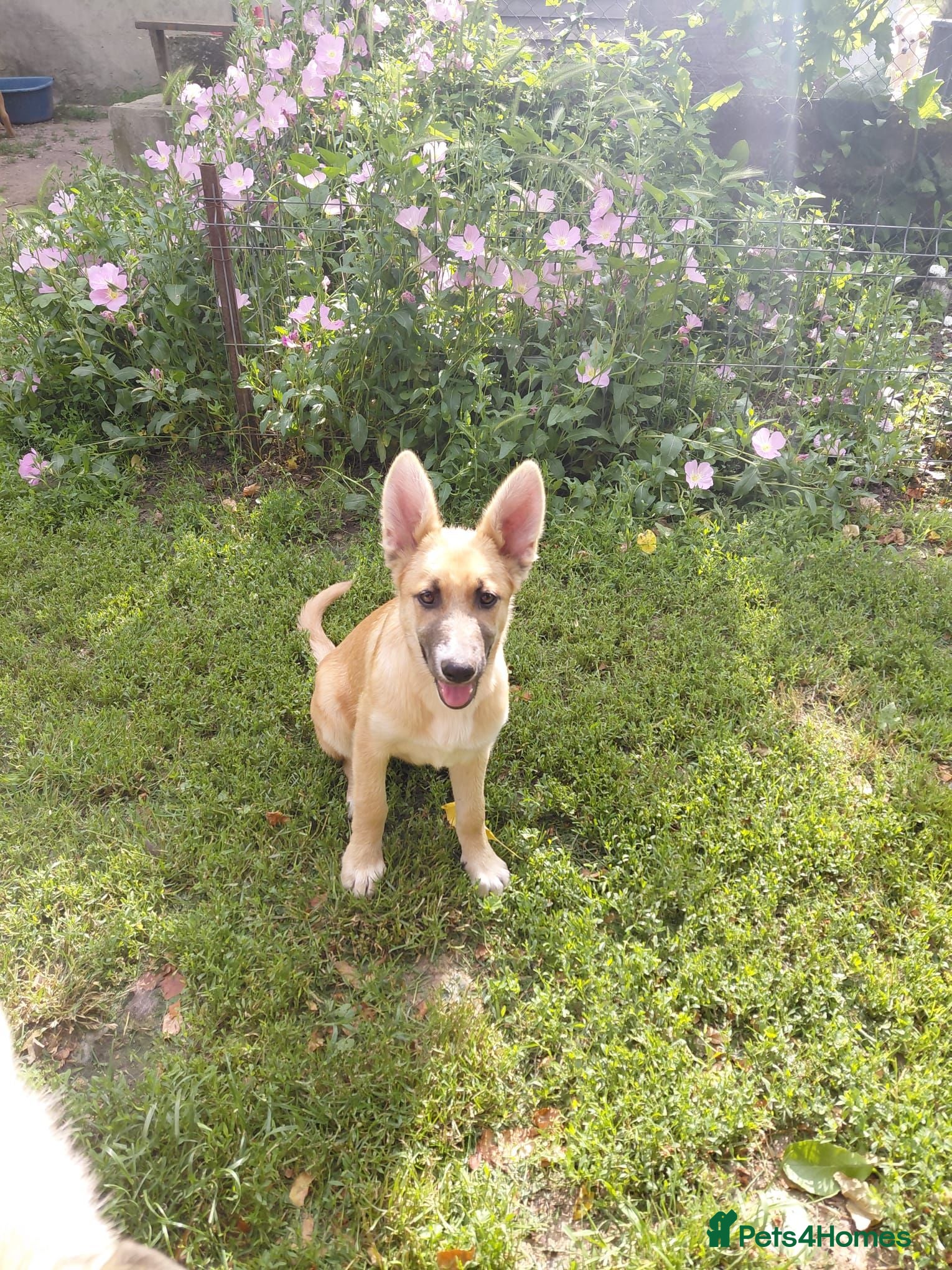 Mixed Breed dogs DORA -  Huge Ears. Even Bigger Heart. 🌟 - Advert 1