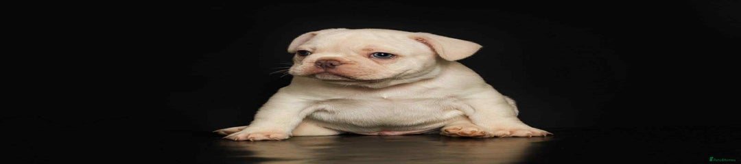 French Bulldog Puppy 5
