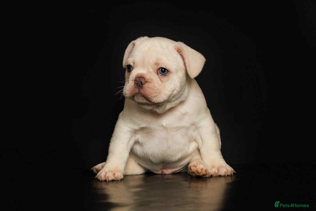 French Bulldog dogs for sale: kc registered french bulldogs - Image 5