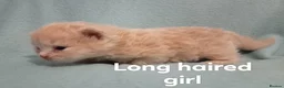 British Shorthair cats for sale: British short hair kittens ready to view - Advert 3