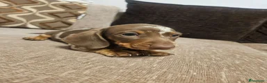 Mocha Marble Magic