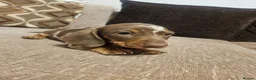 Miniature Dachshund dogs for sale: Ready to leave - one chocolate dapple boy left!  - Advert 9