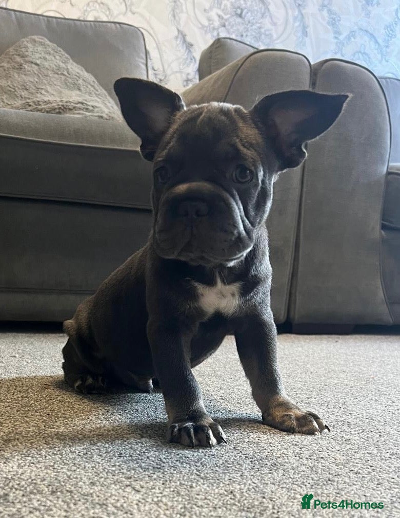 French Bulldog dogs French bulldog puppies  - Advert 12