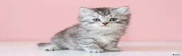 Scottish Fold cats for sale: Scottish fold and straight kittens 🐾🐾 - Advert 7