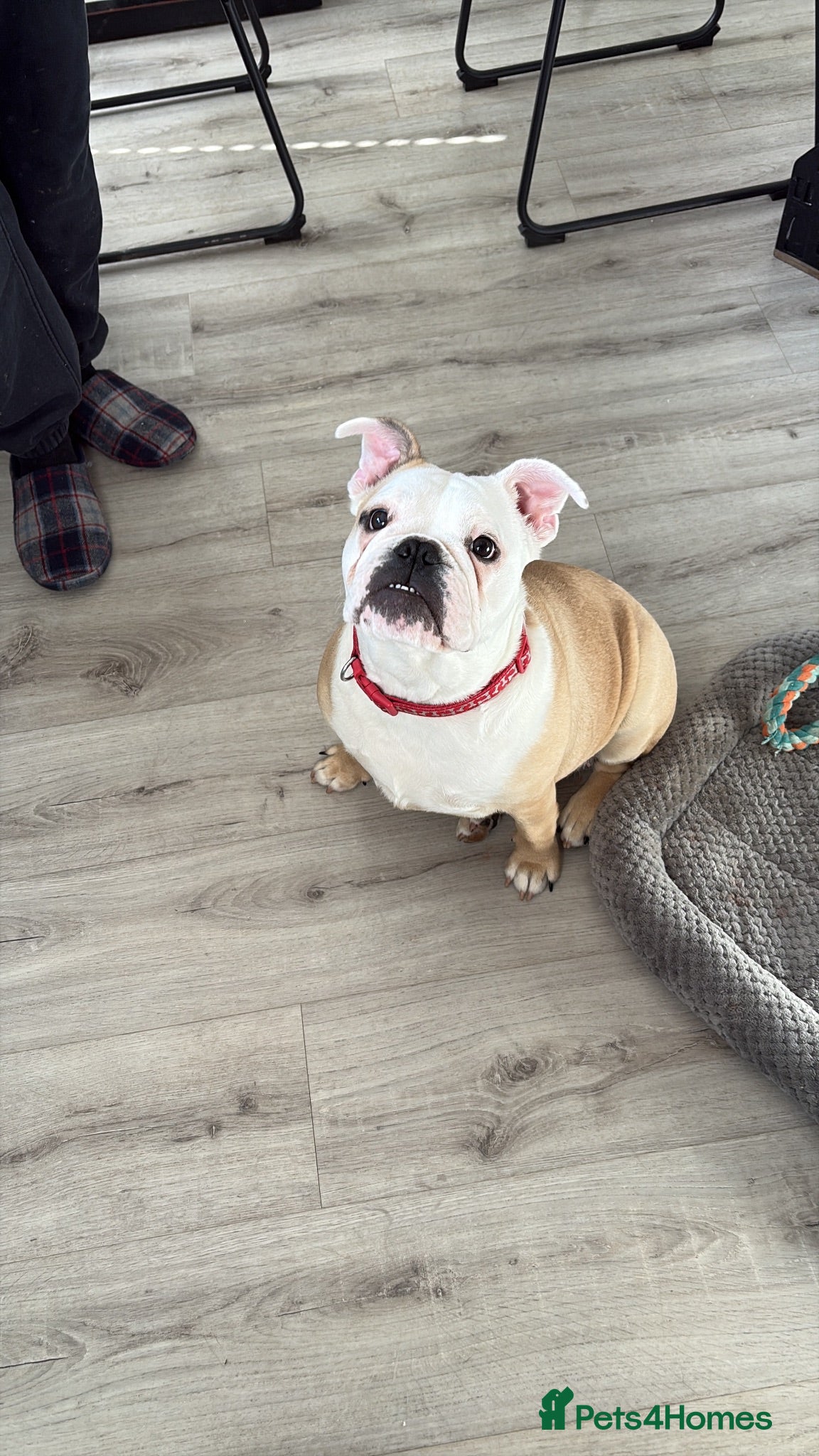 English Bulldog dogs Female Bulldog - Bruno  - Advert 1