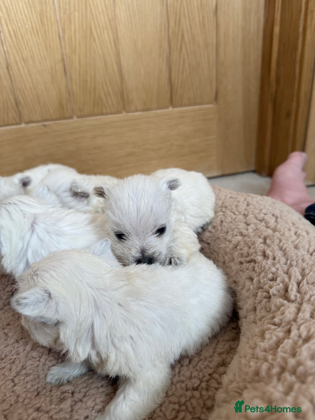 West Highland Terrier dogs for sale: Polish Bloodlines KC Westies.  - Advert 10