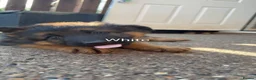 German Shepherd dogs for sale: Pupy German Sharped 🏡🏡 - Advert 3