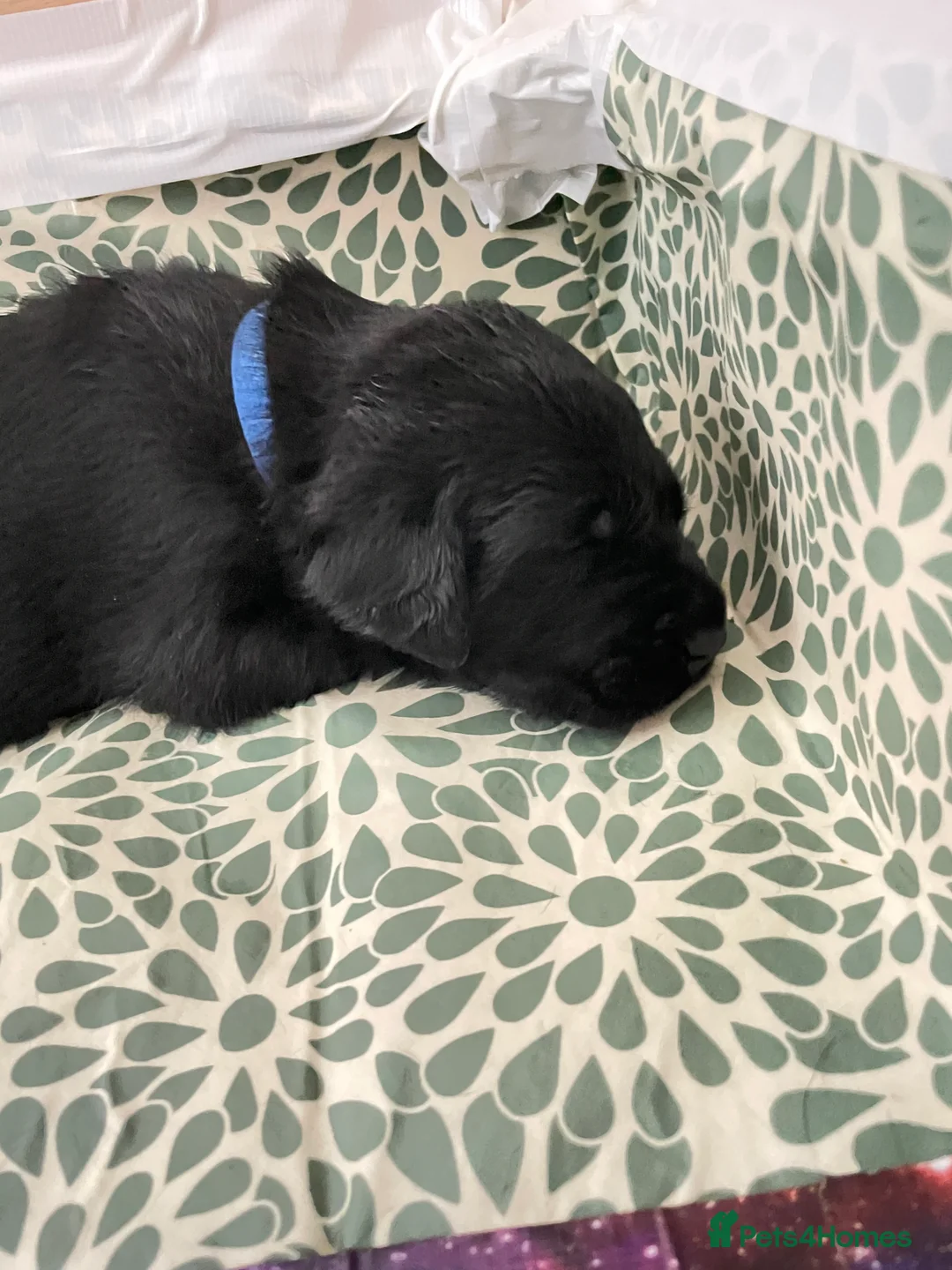 Labrador Retriever dogs for sale: FtCh Fendawood Pioneer x Inka Squamscott (Imp US) - Advert 12