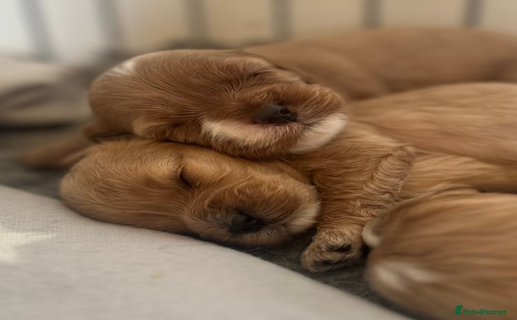 Cavapoo dogs - Advert 1