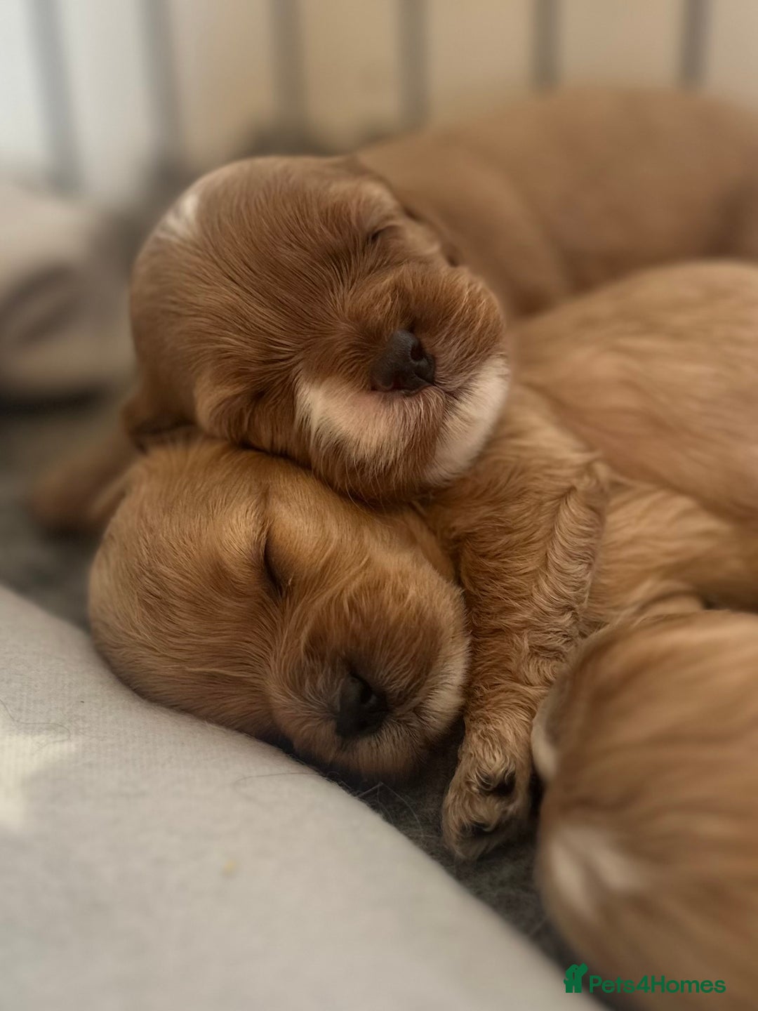 Cavapoo dogs for sale: 🐶 Beautiful Red Cavapoo Puppies – Ready November  - Image 1